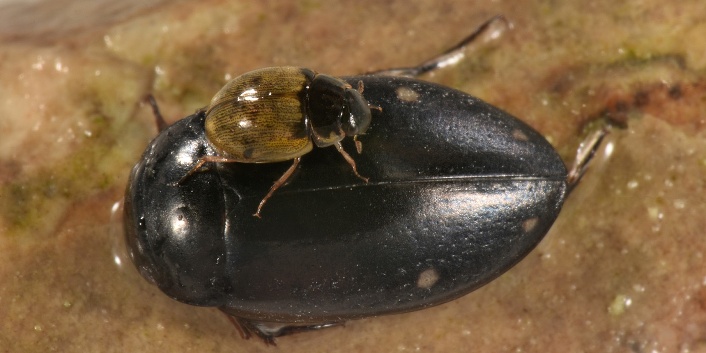 Dytiscidae: Agabus guttatus? S, in compagnia di Laccobius sp. (Hydrophilidae) !
